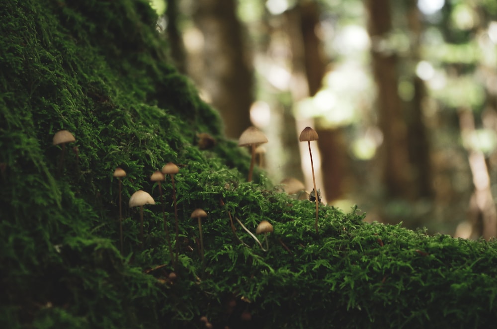 Environment and ecology. Image shows a forest and mushrooms growing on green cover